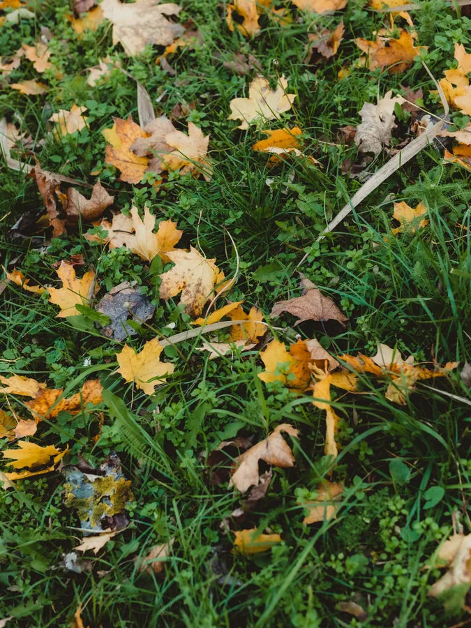 Fallen Leaves on the Grass