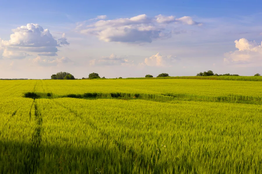 Green Wheat Field