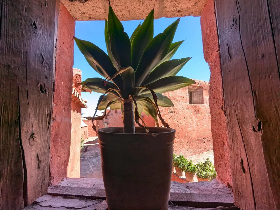 Agave in a Stone Window