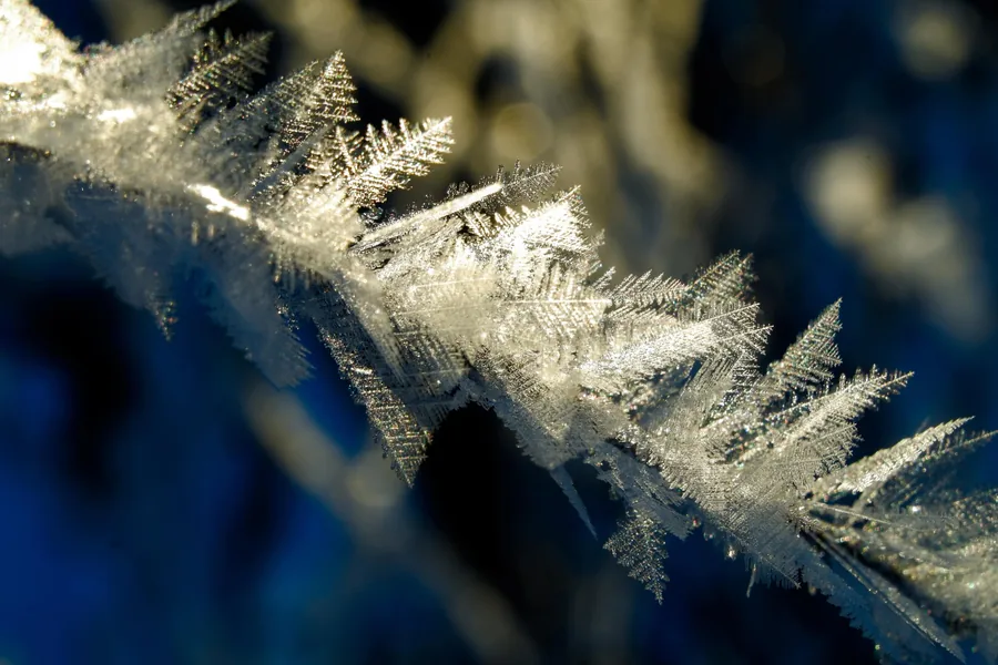 Ice Crystals on a Branch
