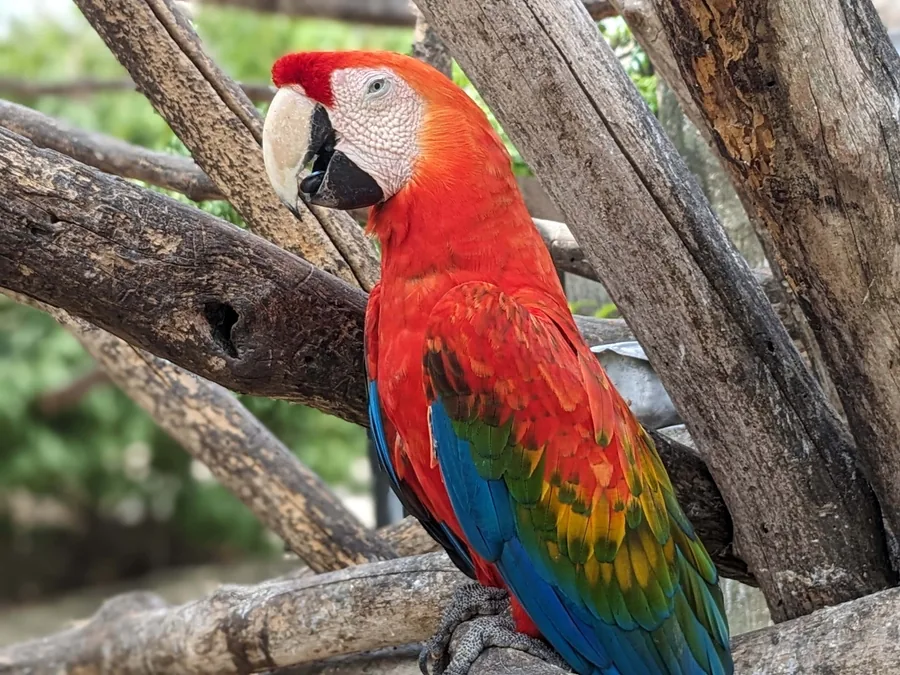 The Scarlet Macaw