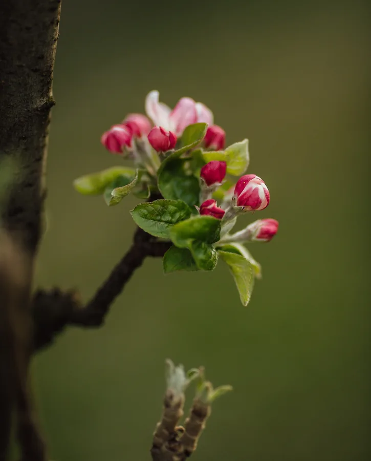Apple Blossom Buds