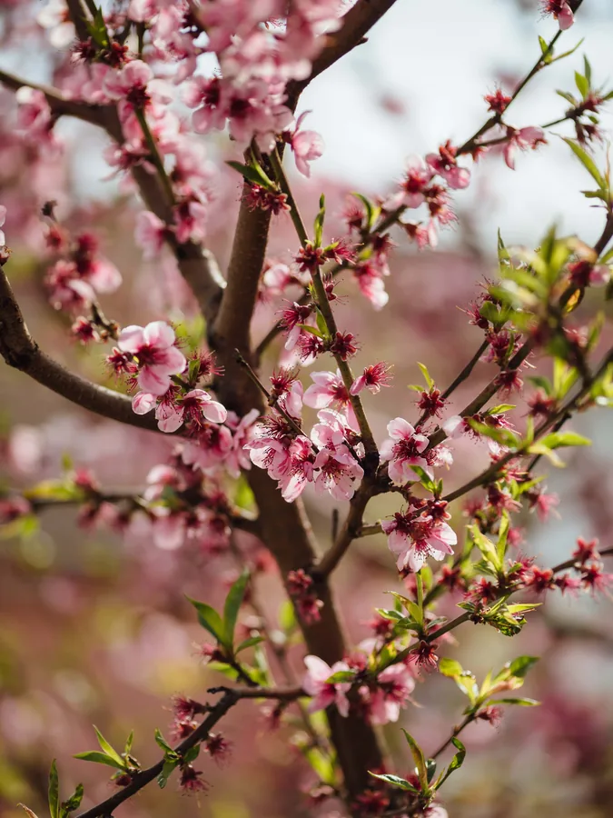 Peach Blossom in Spring