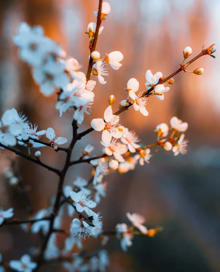 Blossom at Sunset