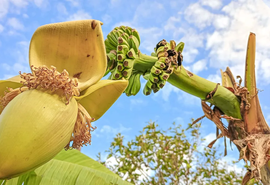 Banana Flower and Fruit