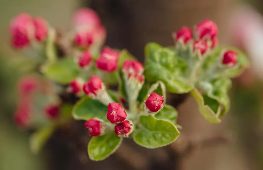 Apple Buds in Spring