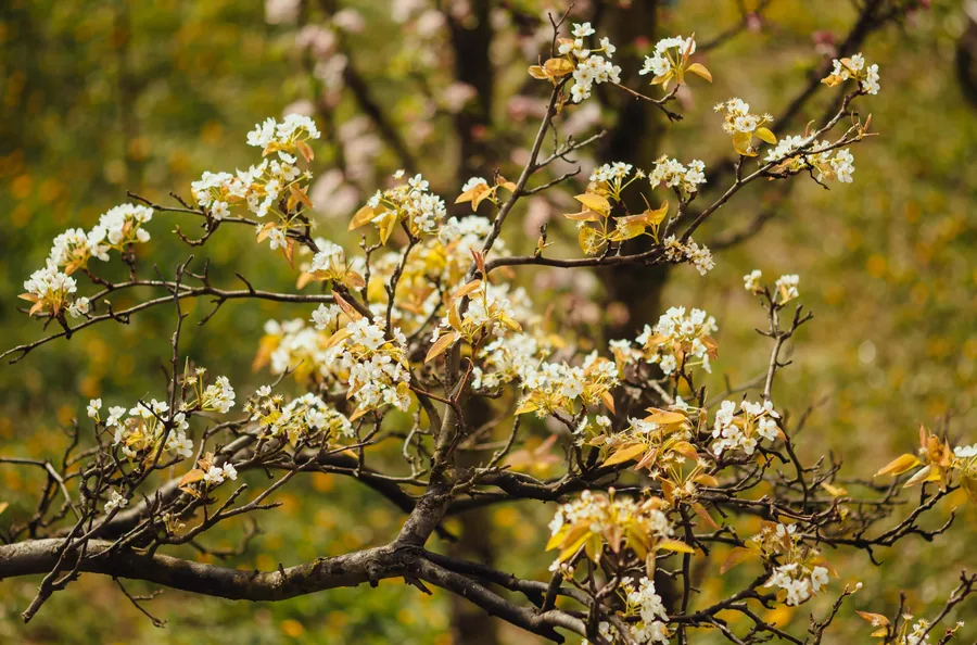 Pear Blossom in the Orchard
