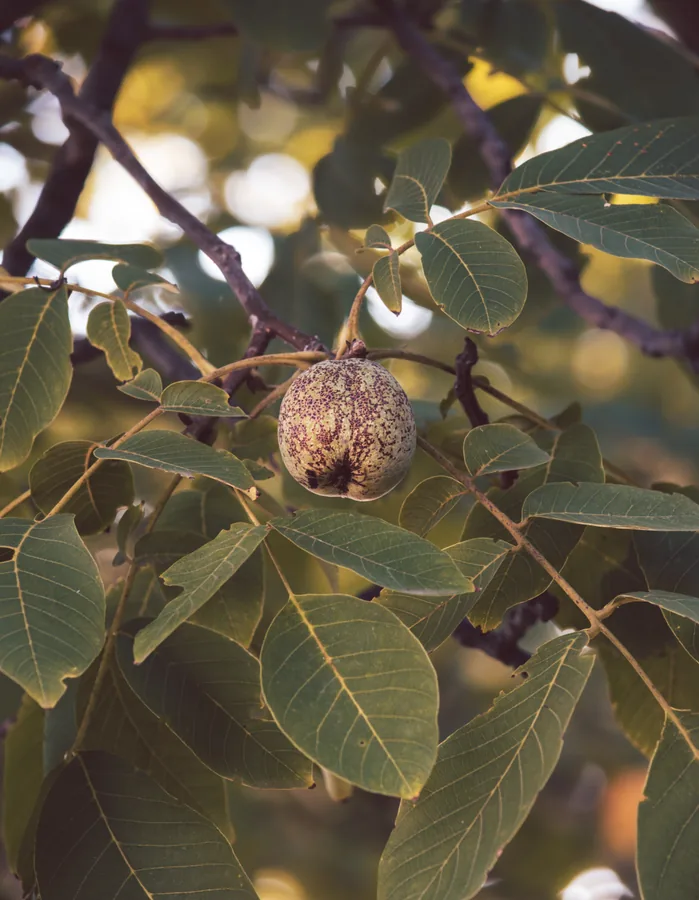 A Walnut on the Branch