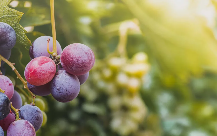 Grapes on the Vine