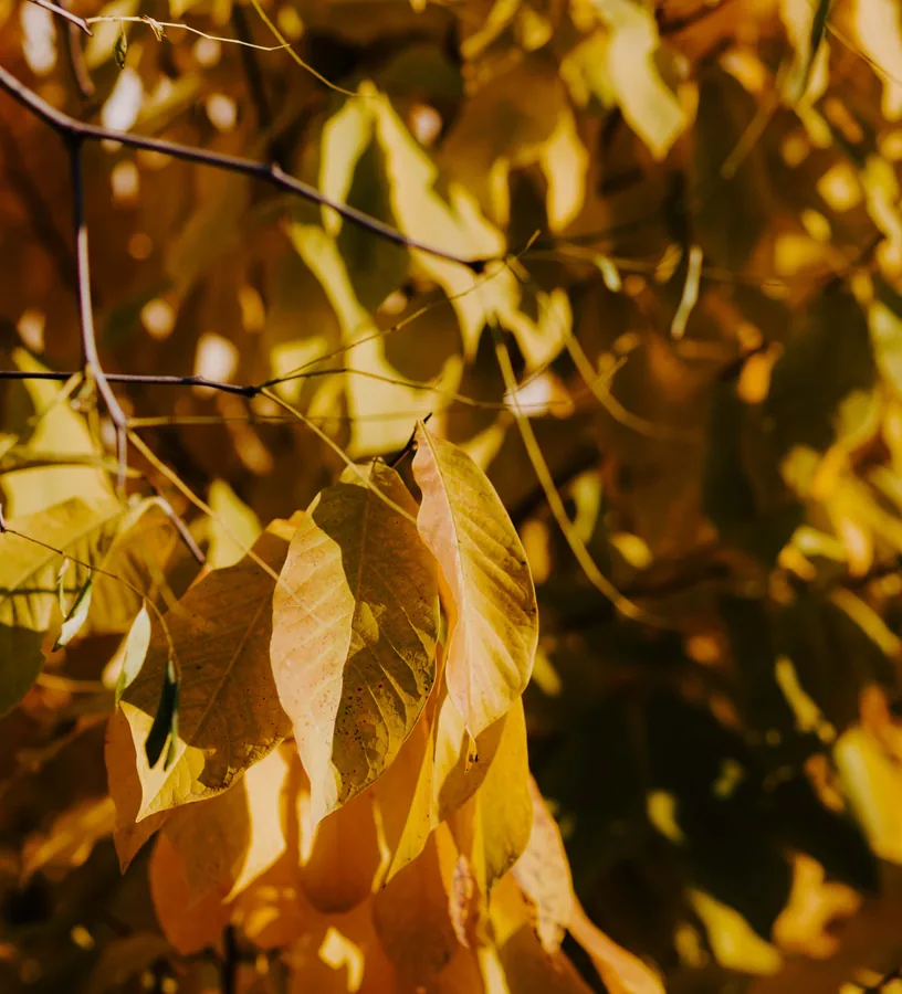 Yellow Leaves in Sunlight