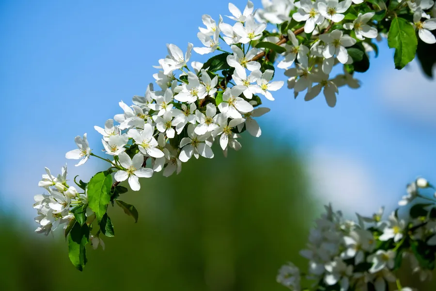 A Branch of White Blossom