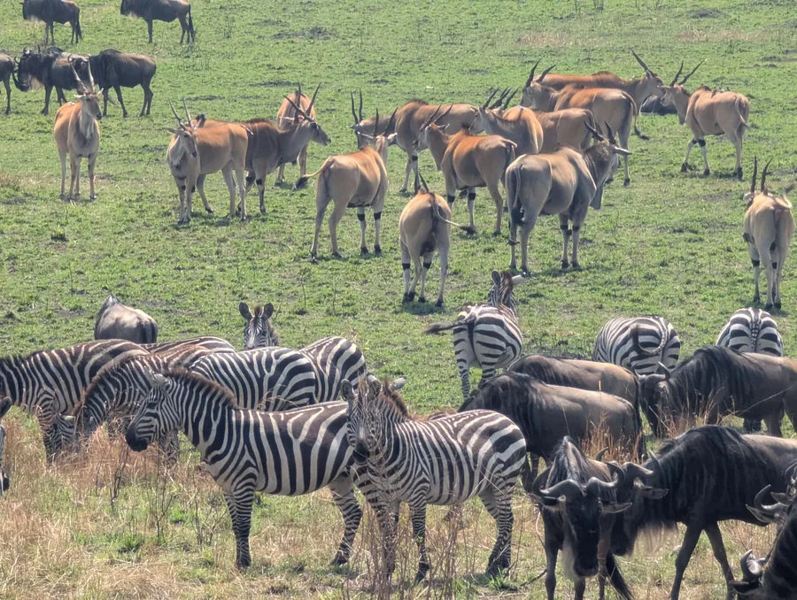 Zebras and Wildebeest Grazing