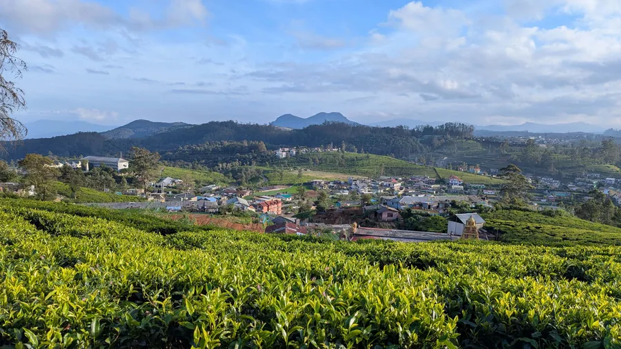 Tea Fields, Sri Lanka