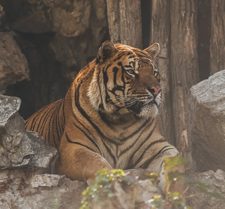 Resting Tiger