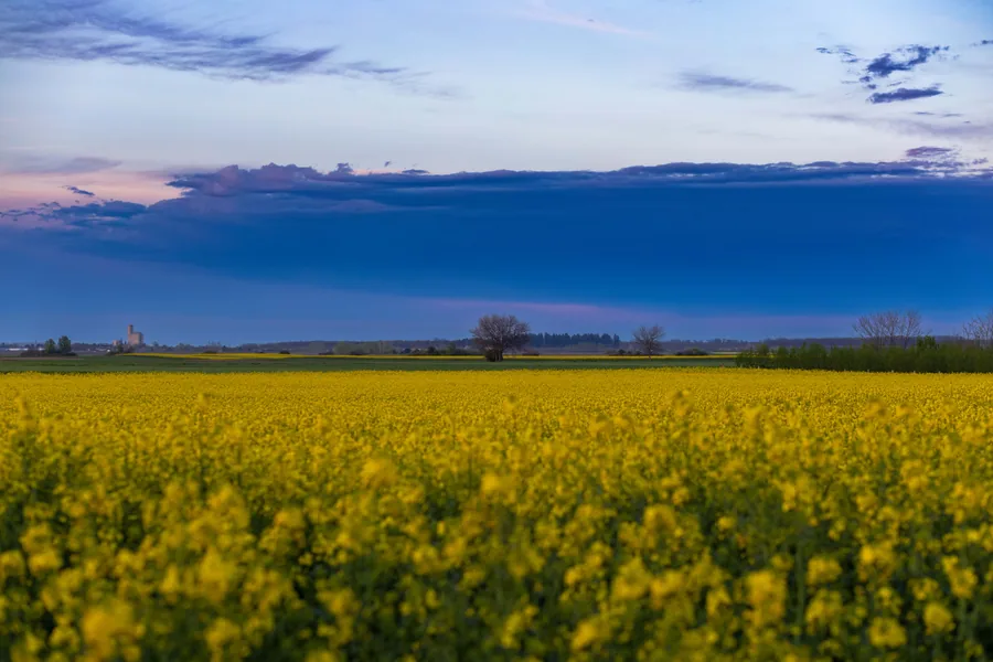 Rapeseed Field at Dusk