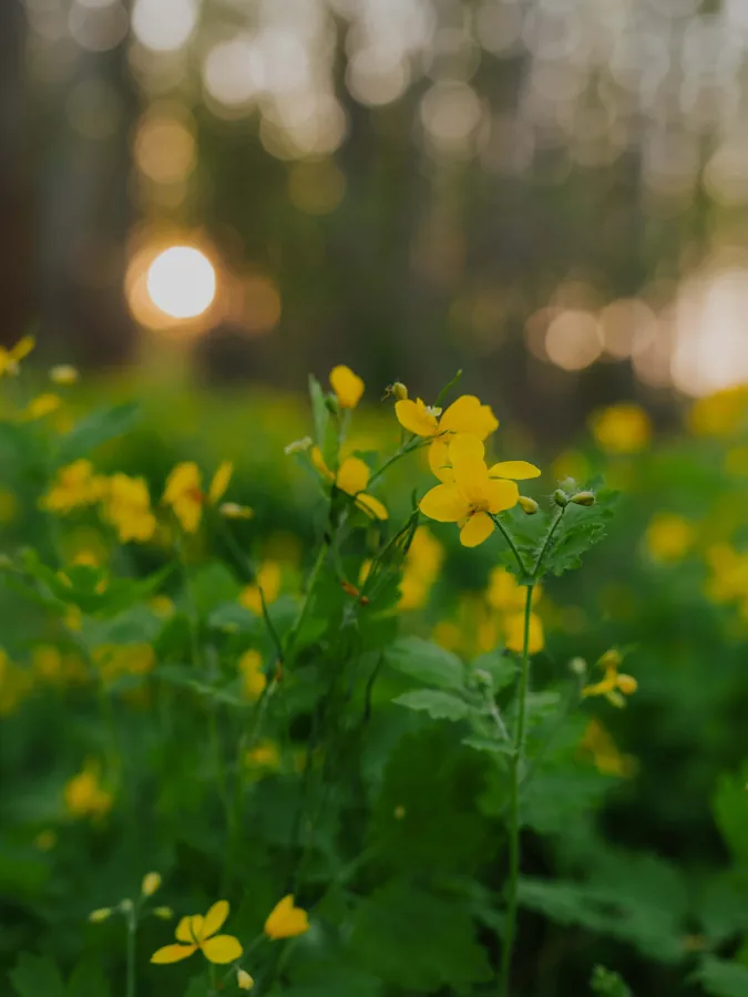 Yellow Flowers at Sunset