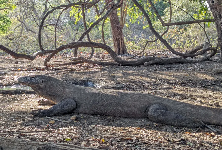 The Komodo Dragon