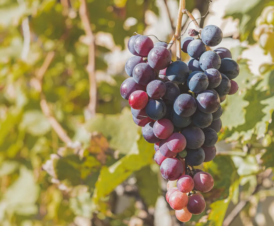 Ripe Grapes in Autumn