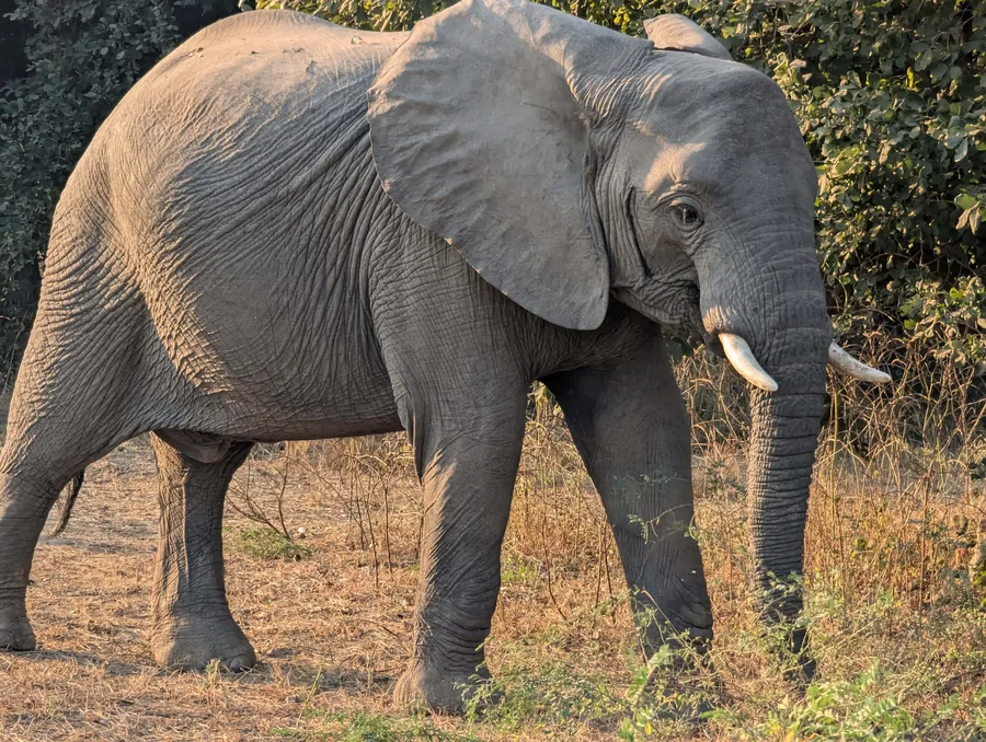 The African Elephant