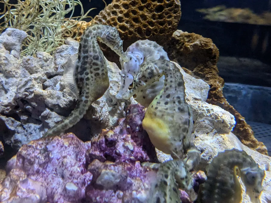 Seahorses Among the Rocks