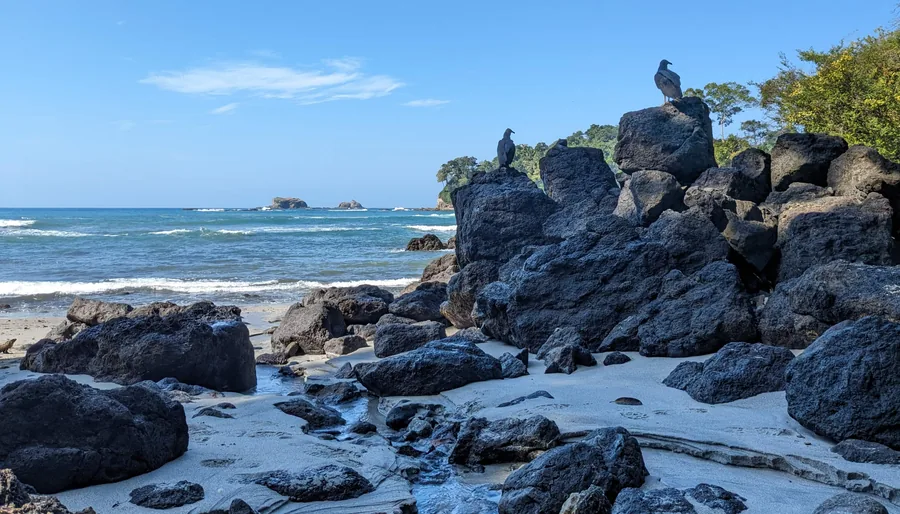 Birds on the Black Rocks