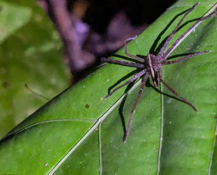 A Spider in the Rainforest
