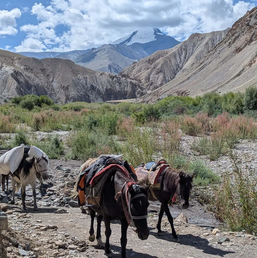 Pack Horses