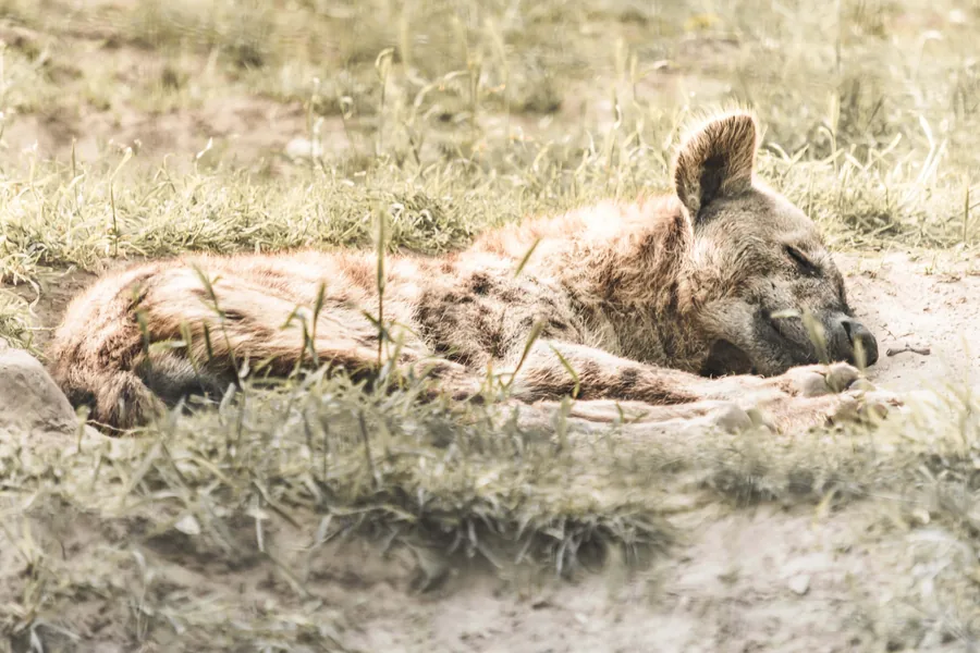 A Sleeping Hyena