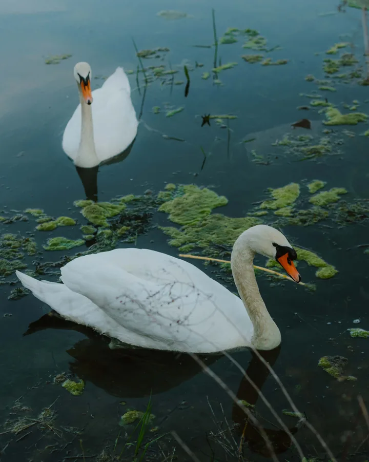 Two White Swans