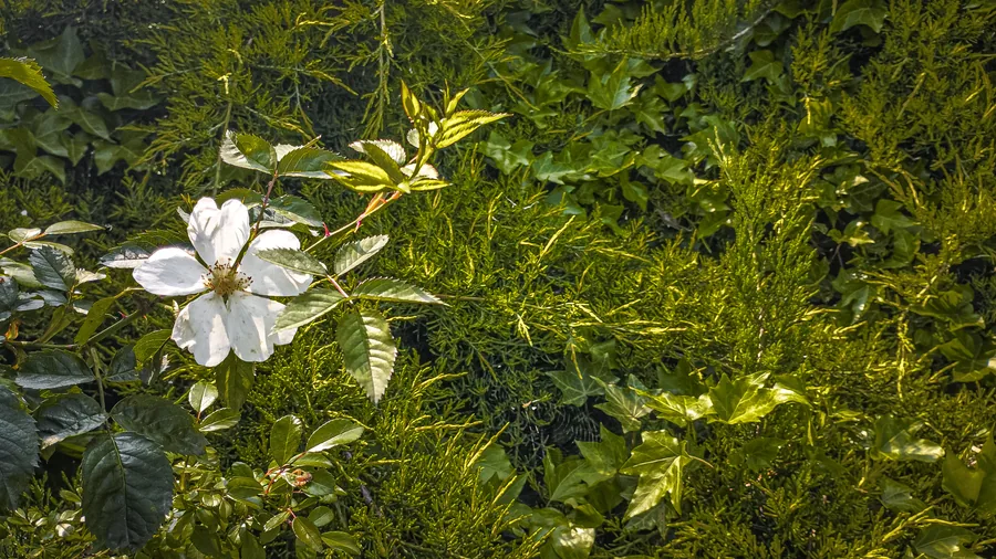 Wild Rose in the Hedge