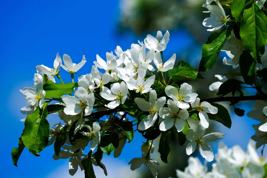 Apple Blossom Against Blue Sky