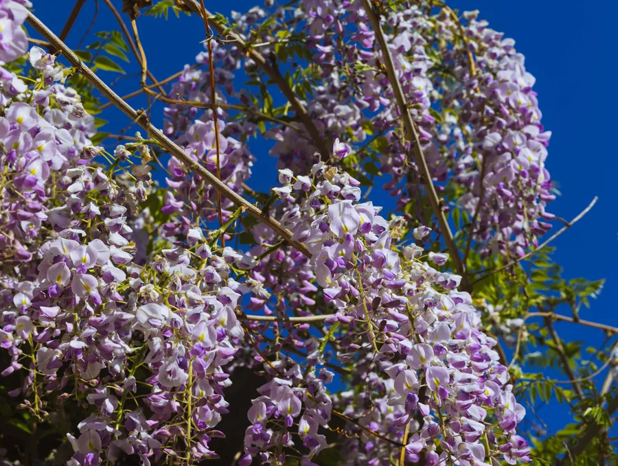 Wisteria Against a Blue Sky