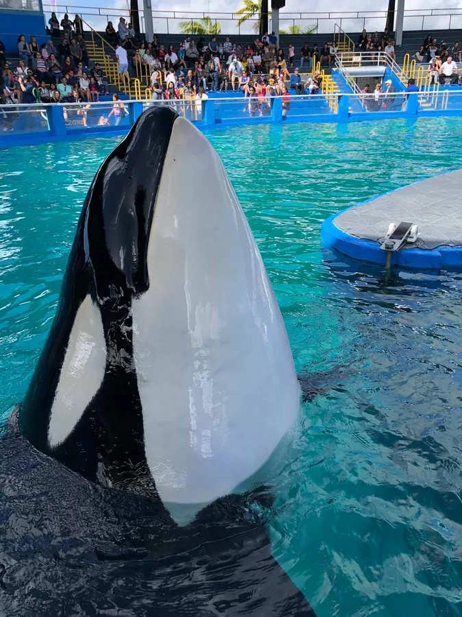 An Orca at the Pool
