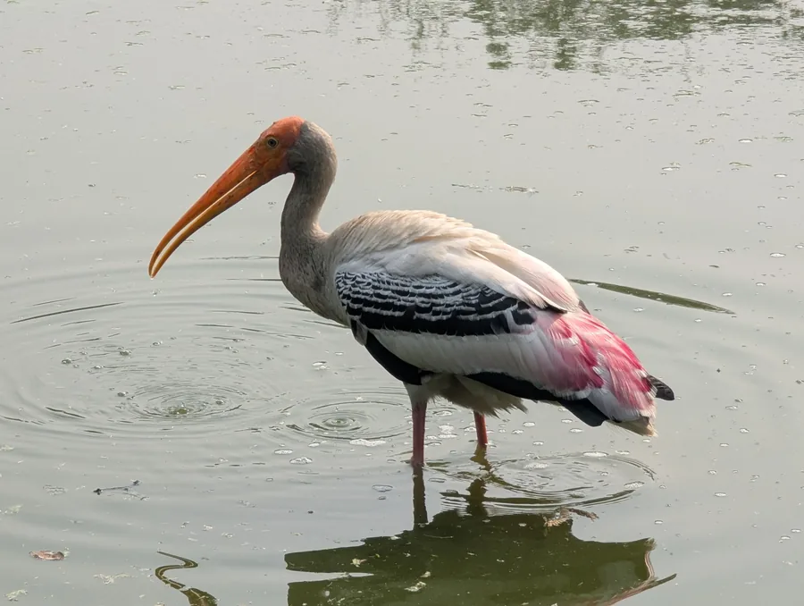 Painted Stork in the Shallows