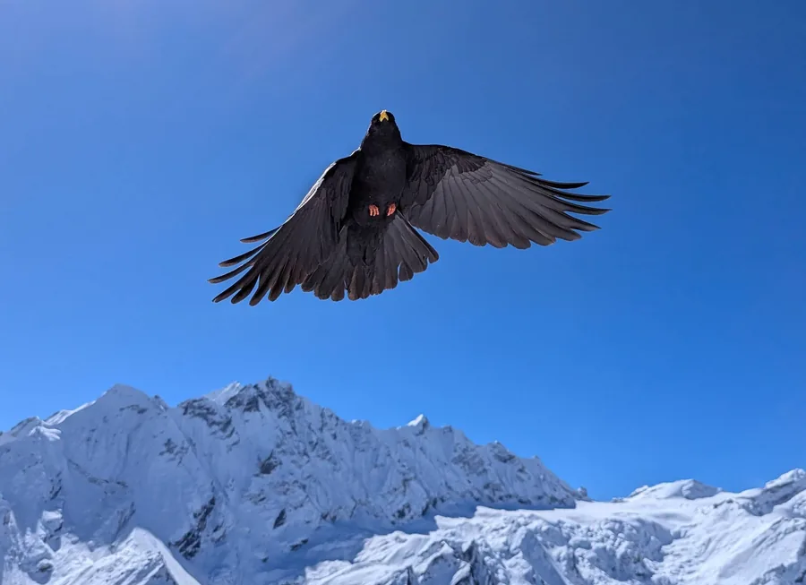 Alpine Chough Over the Snow