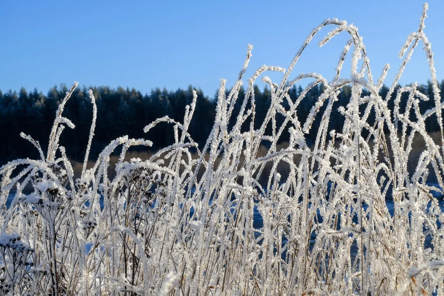Frosted Grass and Blue Sky