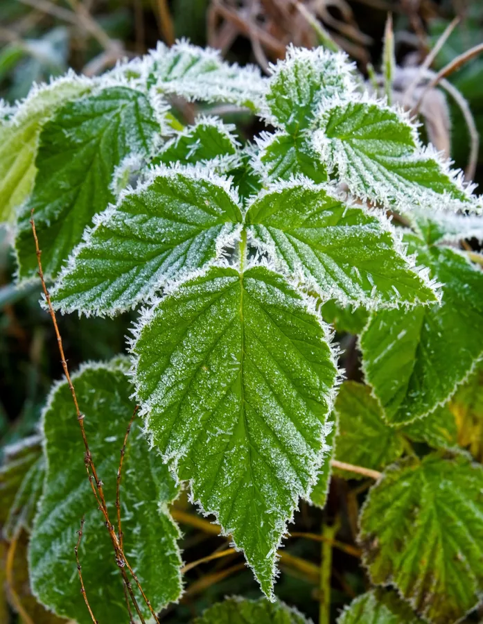 Frost on Green Leaves