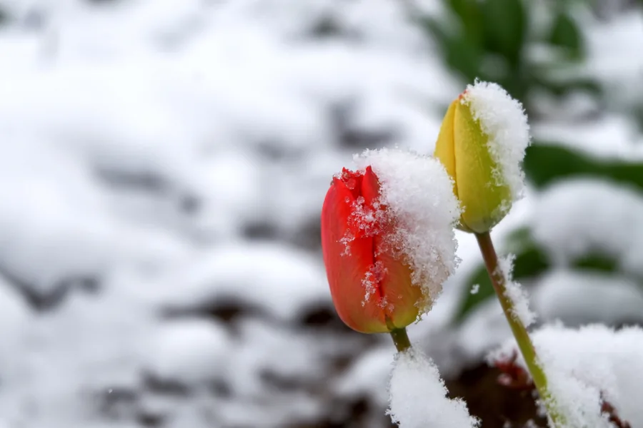 Tulips Under Fresh Snow